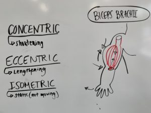 muscle contractions