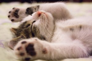 The cutest little kitten is sleeping on it's back with it's arms overhead, showing its toe beans.